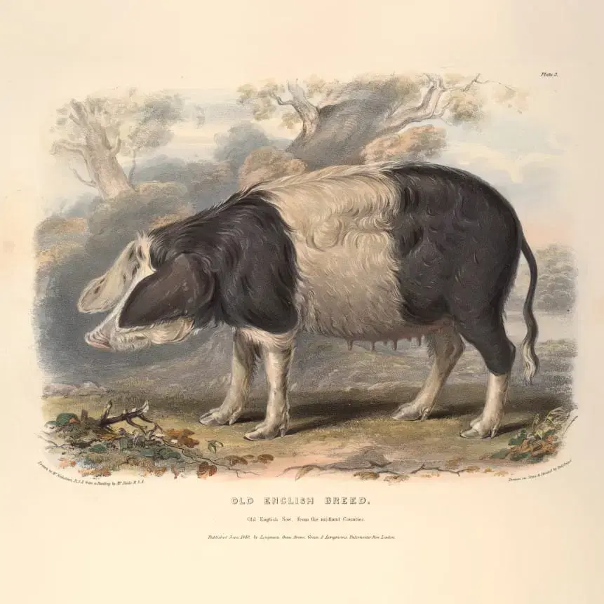 The Breeds Of The Domestic Animals Of The British Islands