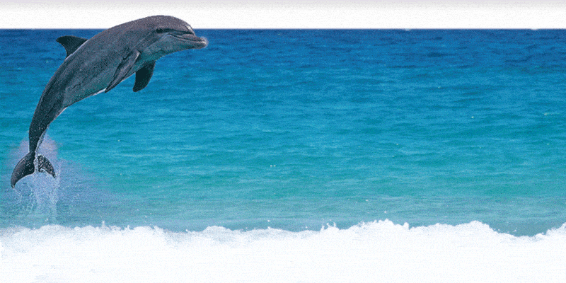 d96cffd4-88d5-48f0-b67a-f7f7fd634981.gif