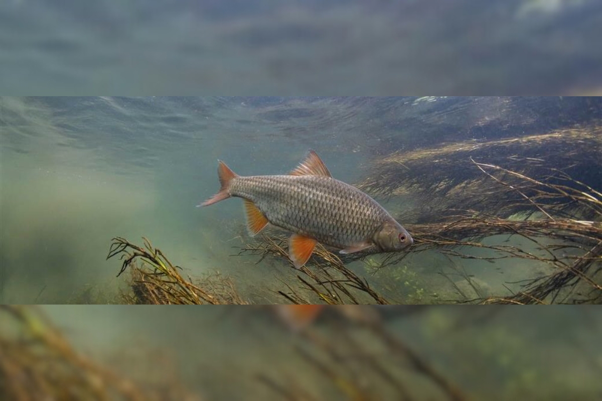 Britains Hidden Fishes 2