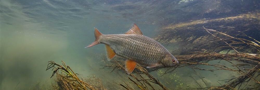 Britain's Hidden Fishes