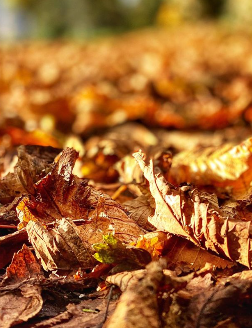 Autumn Leaves @Coopsatcaptured