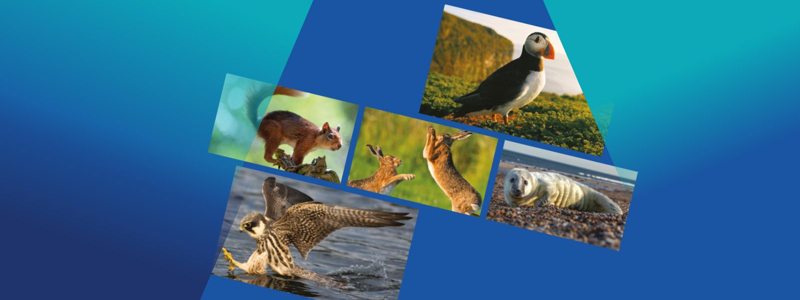 01 V2 BBC CO WILD ISLES Web Hero Image 1600X600 1