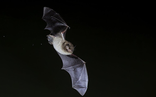 Bats