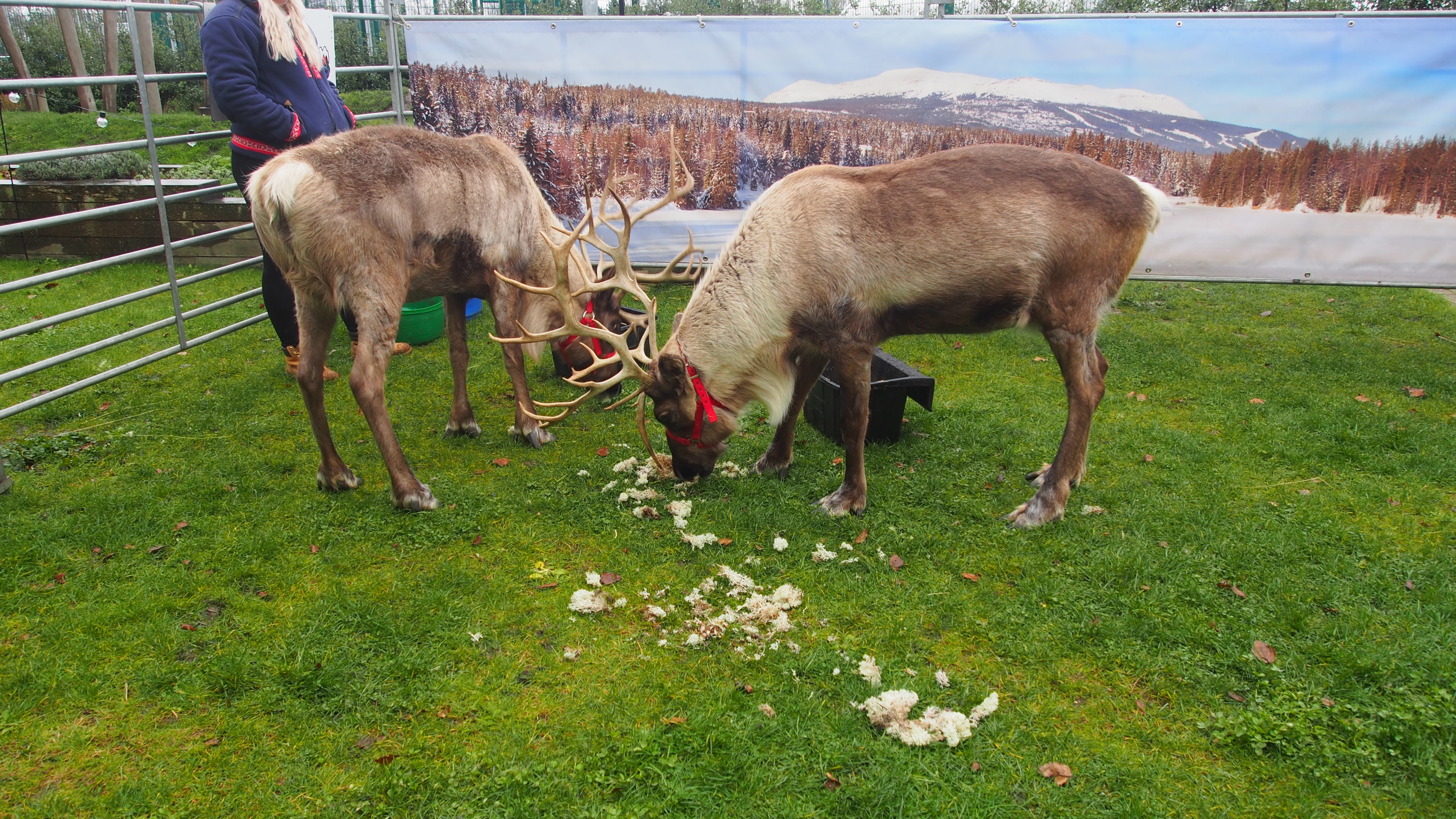 Festive Event YMCA7 Reindeer Eve & Mary