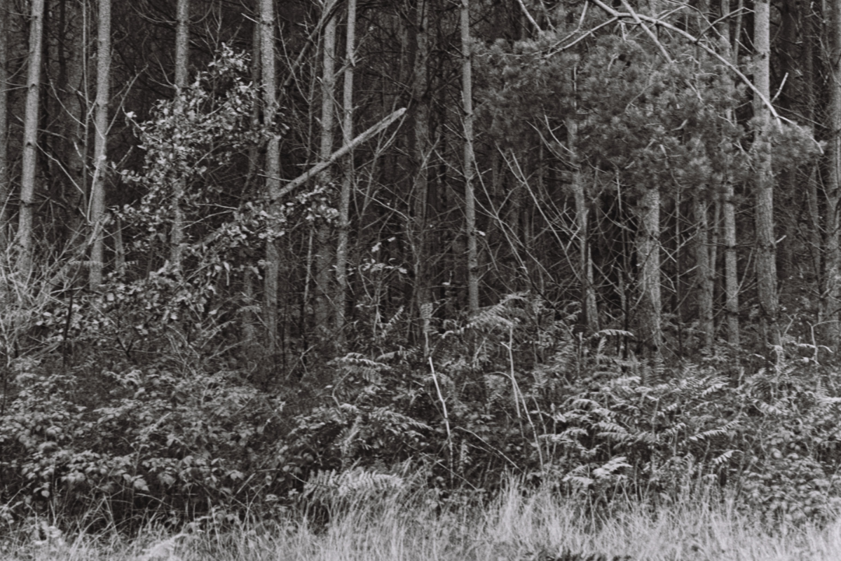 Main Image (11)